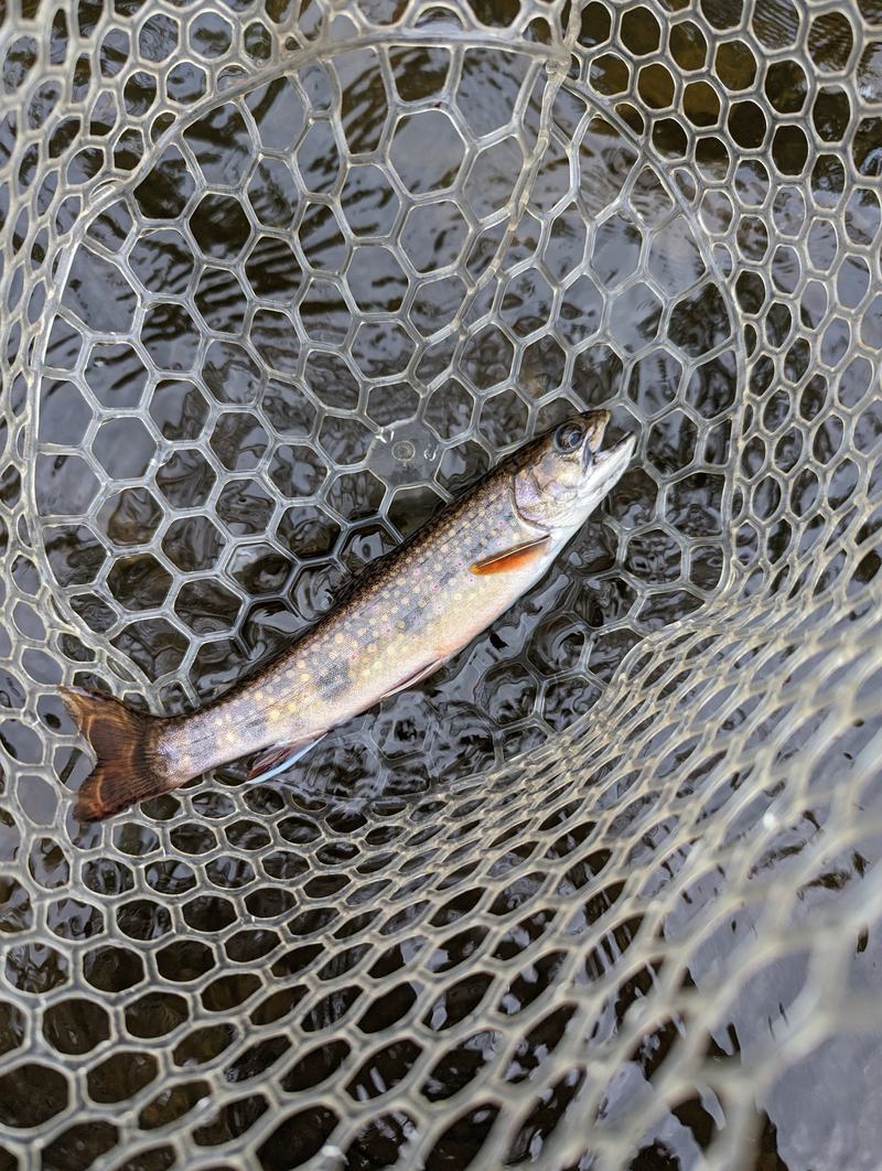 A wild brook trout in a rubber landing net, showing yellow and red spots