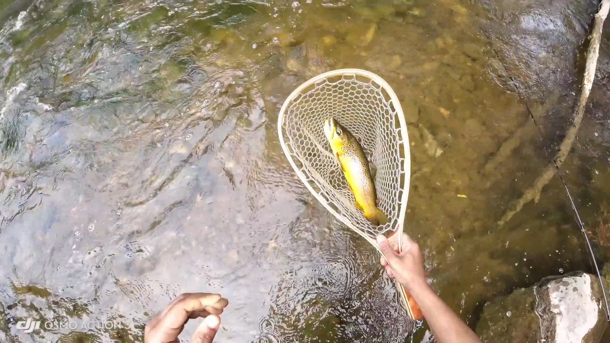 A butter-yellow brown trout in a landing net on the Upper Credit River
