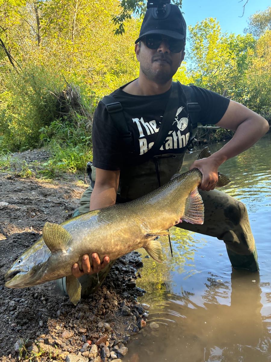 A large Chinook salmon held at the water's edge on Bowmanville Creek