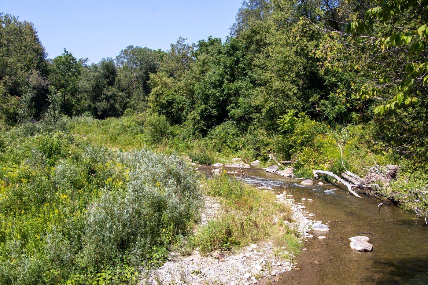 Bowmanville Creek running shallow over gravel through the wooded valley trail in Clarington, Ontario