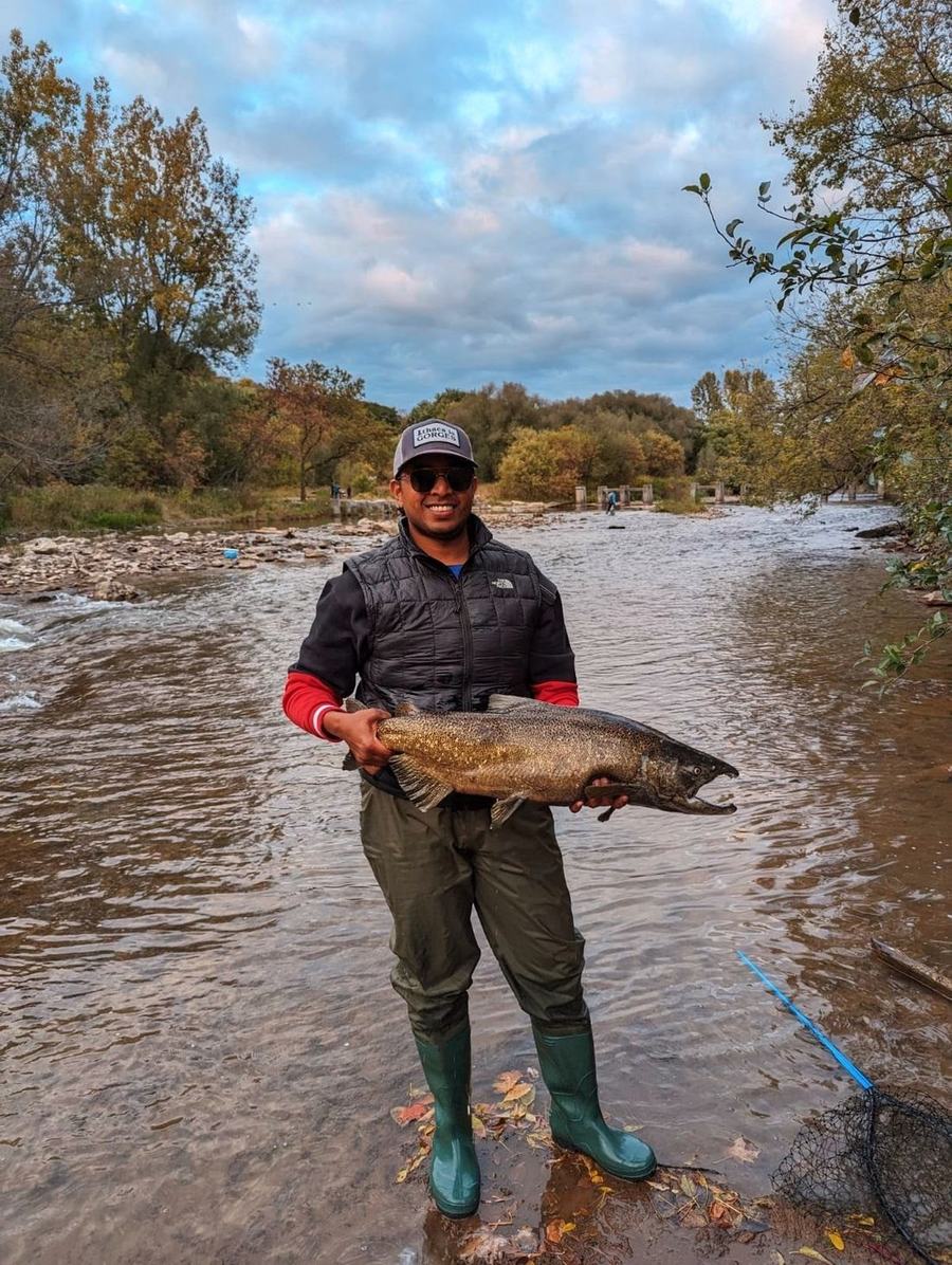 A large dark Chinook salmon caught on a spinner late in the Credit River run