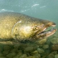 Chinook Salmon