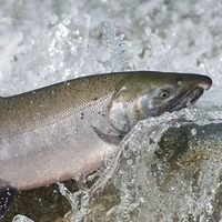 Coho Salmon